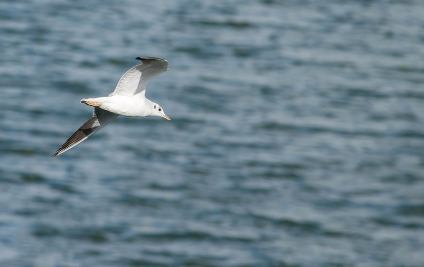 13 wild birds have been found dead in Warwickshire with the European strain of avian influenza