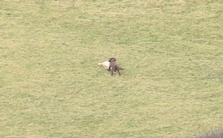 The dog is believed to be a Cocker Spaniel or similar breed (Photo: Dorset Police)