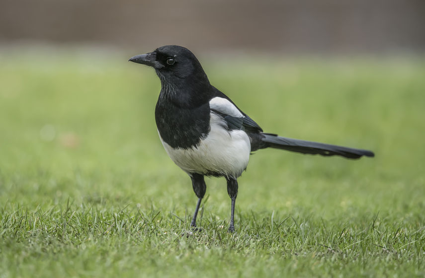 Corvid control, which includes the magpie, can improve success of farmland hedgerow-nesting birds