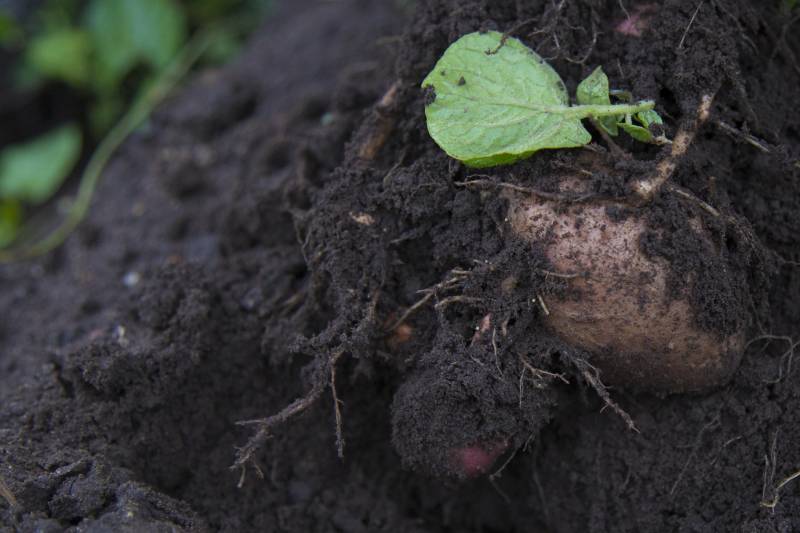 The project aims to improve forecasting of the UK's most important potato pest - potato cyst nematodes
