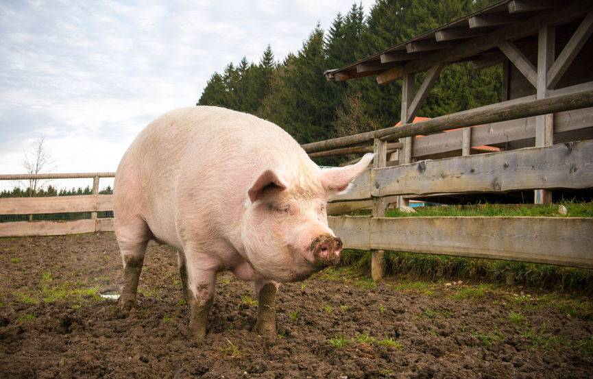 The rural secondary school reared pigs to teach children how meat is produced from farm-to-fork