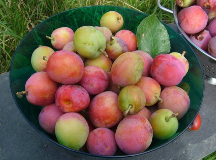 All growers of the Vale of Clwyd Denbigh Plum are encouraged to join a special group (Photo: Oliver Prys-Jones/COFNOD)