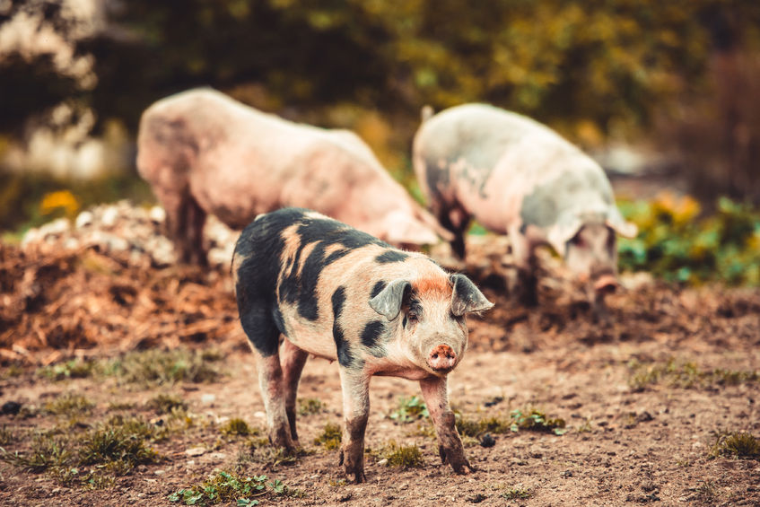 Pigs, laying hens, and meat chickens will need to be in a more enriched environment under new government plans