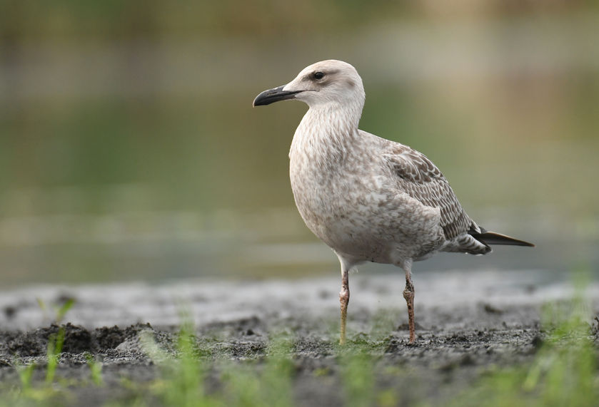 Gulls can travel miles outside any migratory path, potentially across farmland, with the risk of spreading disease