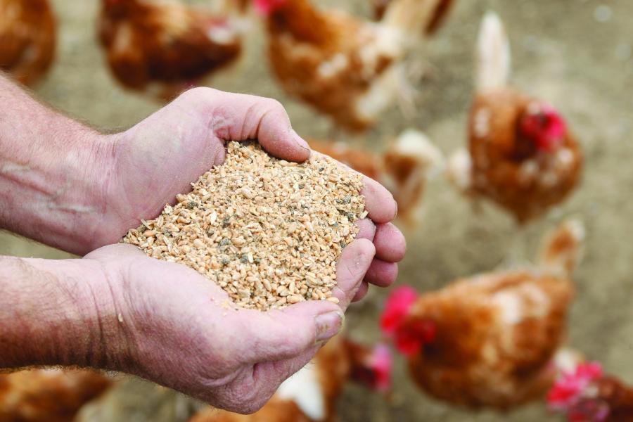 The report says animal feed is an important input in the food industry that has significant impacts on the environment and food security