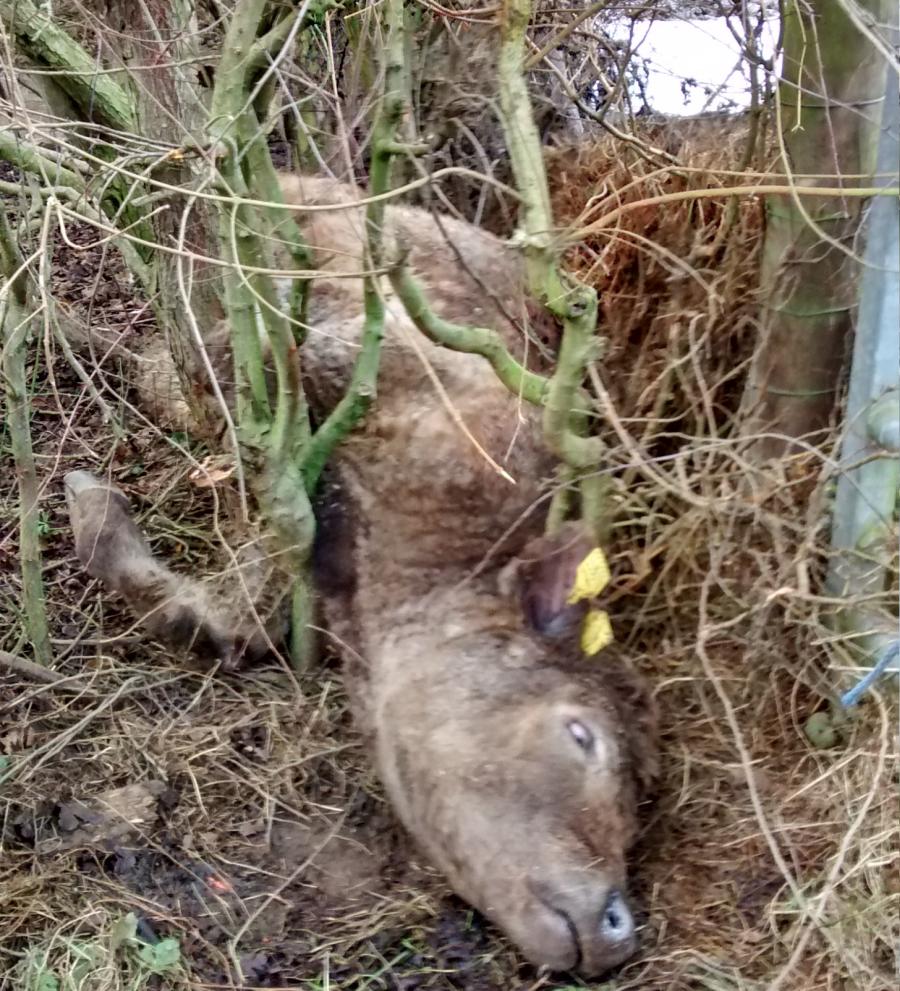 A cow was stuck between fence and trees, and was freed in a joint rescue mission