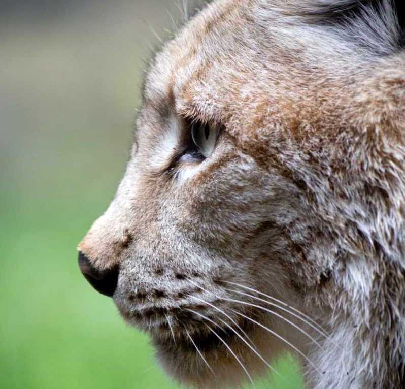 The National Sheep Association said lynx reintroduction could get in the way of the Northern Forest proposal