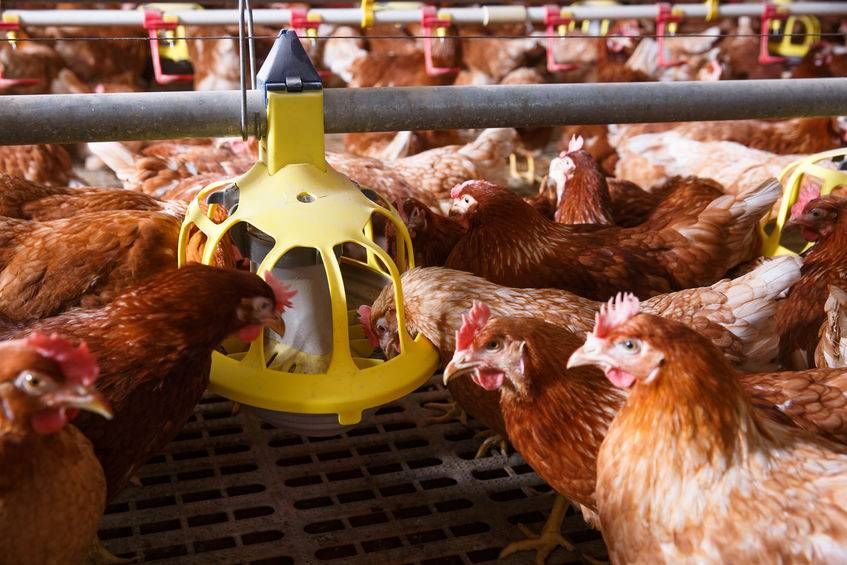 Organic poultry farmers suffer from difficulties in sourcing feed of organic quality