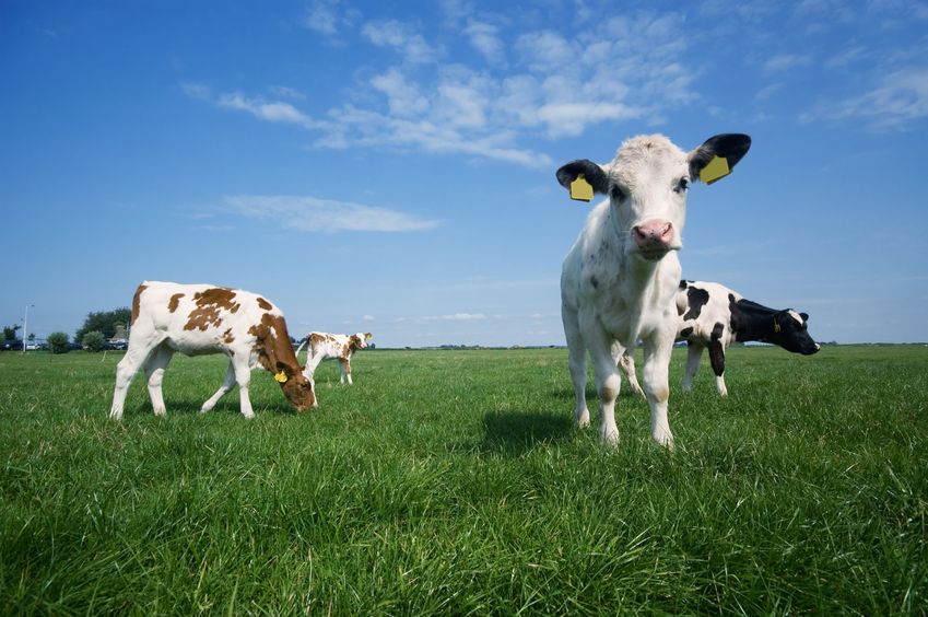 The dairy sector contributed most to the increase