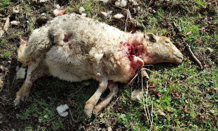 (Photo: Sussex Police)