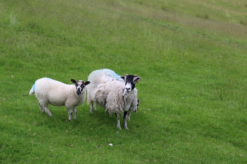 The NSA has vowed to defend "legitimate" activity ahead of planned consultation on a live export ban