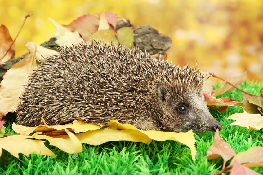 The new report shows hedgehogs plummet by half in British countryside