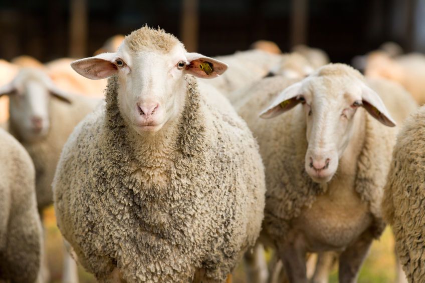 A growing demand for sheep meat and an "enhanced religious observance" are reasons for an increase in non-stun slaughter