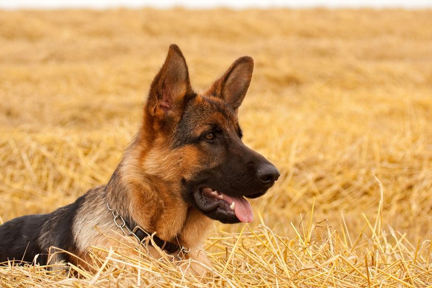 It is believed in all three incidents the sheep were attacked by dogs on farmland