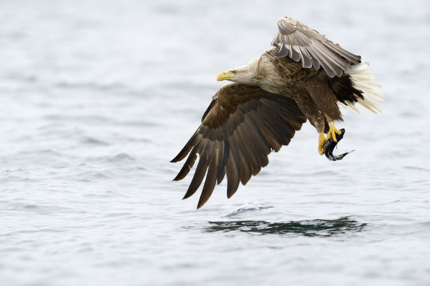 Bird flu has been found in a white-tailed sea eagle in Ireland