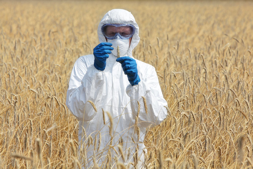 Stem rust of wheat and barley in the past has been associated with crop failure and famine