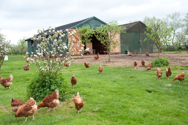 Plans have been put forward to expand Linby’s Brooke Farm (Photo: Nottinghamshire County Council)