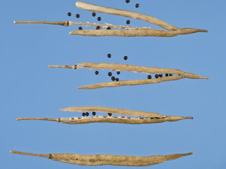 Pod shatter is a major issue for farmers, who lose between 15-20% of yield on average per year due to prematurely dispersed seeds lost in the field (Photo: John Innes Centre)