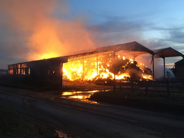 Firefighters also had to rescue 50 pigs in a neighbouring barn (Photo: Mark Eley/Suffolk Fire and Rescue)