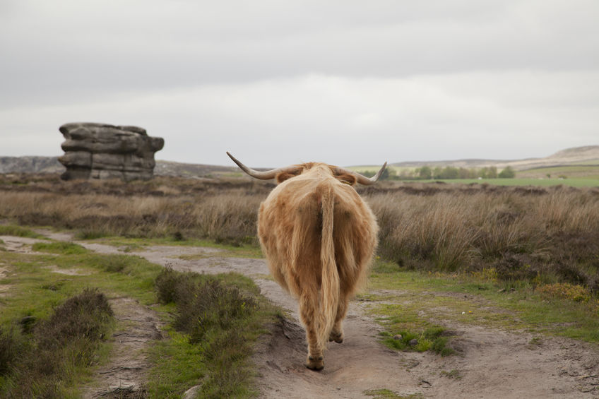 Scottish farmers are living in an "era of great volatility", regardless of Brexit