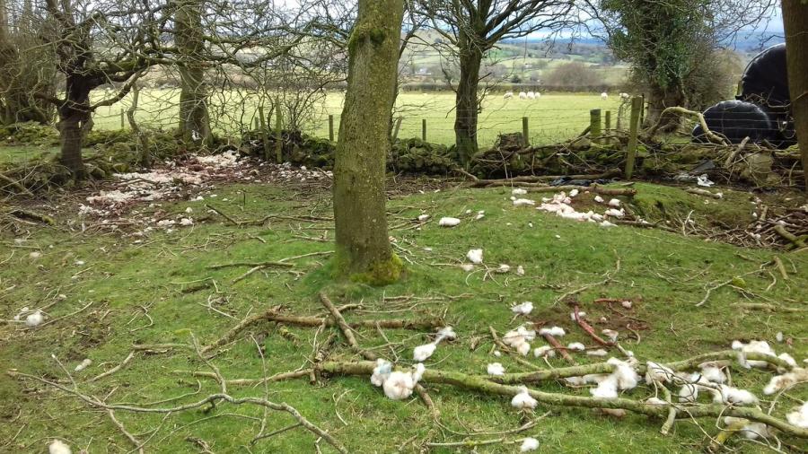 "The white you can see is the remnants of sheep fleece" (Photo: NW Rural Crime Team)