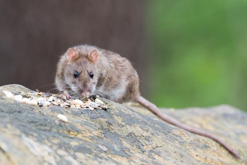 Rat populations need to be controlled particularly around farm buildings and other sites where an artificial food source is available