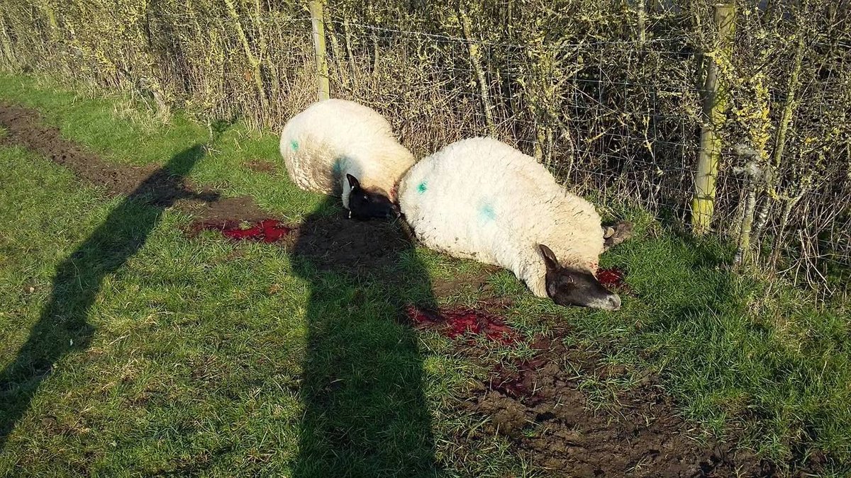 The crime happened near the village of Chelmondiston in Suffolk (Photo: Harry Plant/Facebook)
