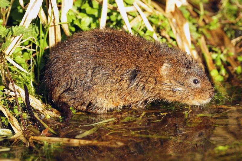 New report points to 30% decline in water vole distribution