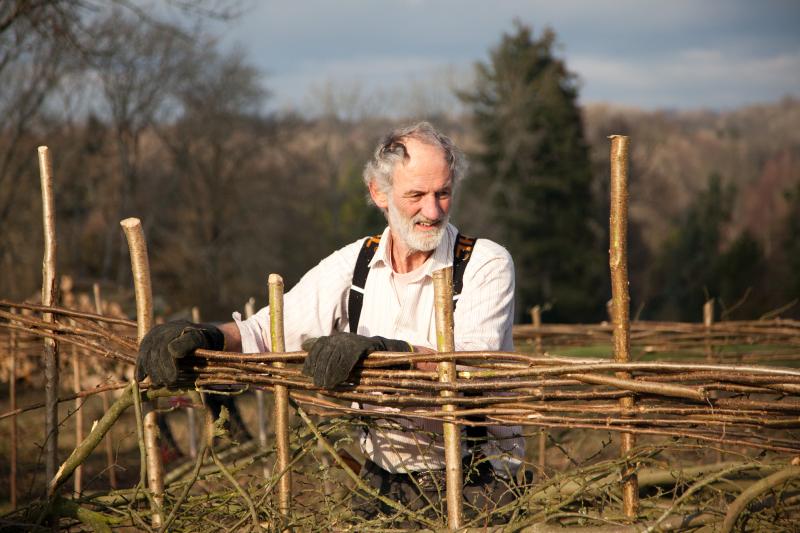 Hedge laying in the High Weald (Photo: Viv Blakey)