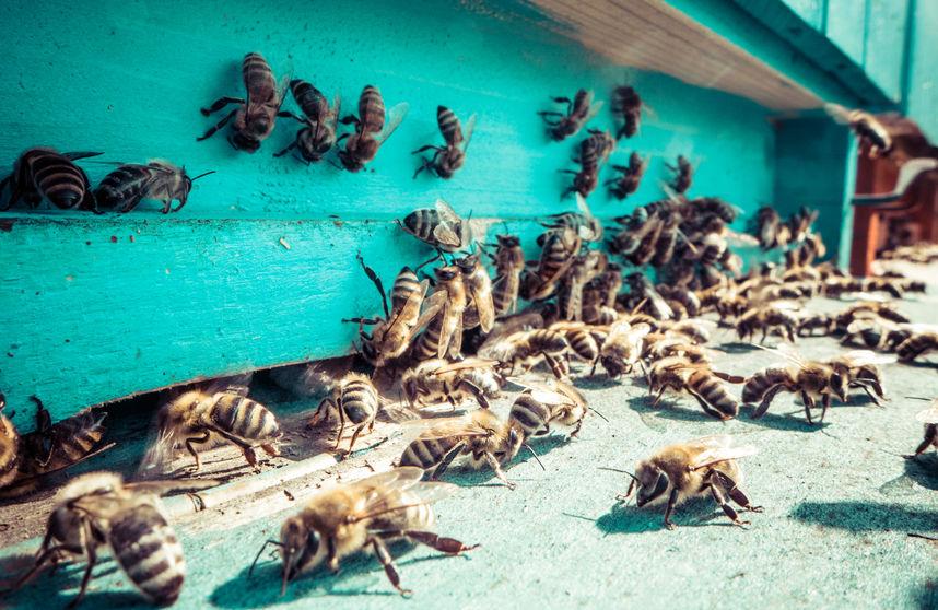 Forty hives, or one million bees, have been stolen from a farmer's field in Oxfordshire (Stock photo)