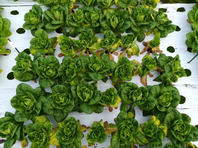 Stopping soil spread is 'key' to preventing lettuce Fusarium wilt, new research reveals (Photo: University of Warwick)