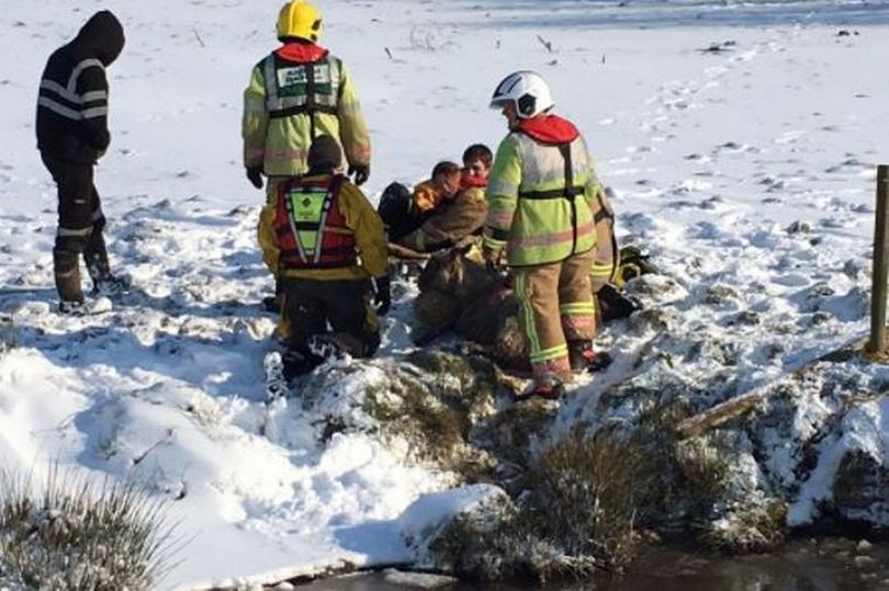 Sheep and lambs rescued from freezing water in Staffordshire