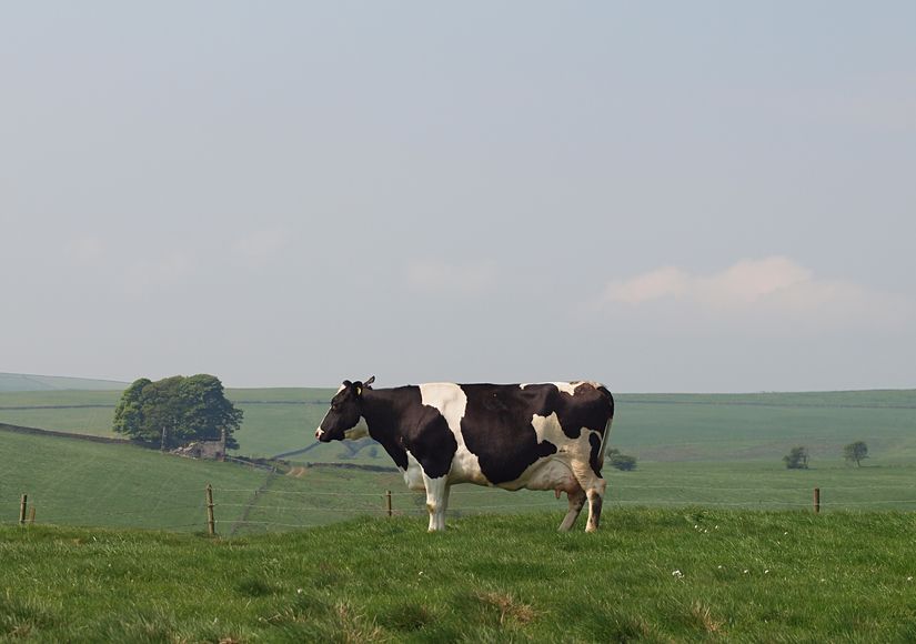 DNA study of cow stomachs could aid meat and dairy production