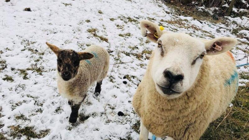 The Met Office has issued a red warning, the highest warning, for heavy snow (Photo: Purdey Auger)