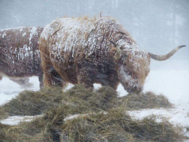 A Highland cow gets on as heavy snow batters the farm (Photo: Kirsty Firth Taylor)