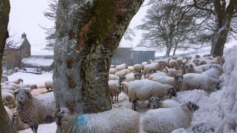 Sheep trying to keep away from the 78ft snow drifts at Stainmore, North Yorkshire (Photo: Emily Buckle)