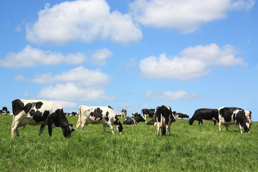 Daily consumption of grass-milk dairy products could potentially improve health trends, the study shows