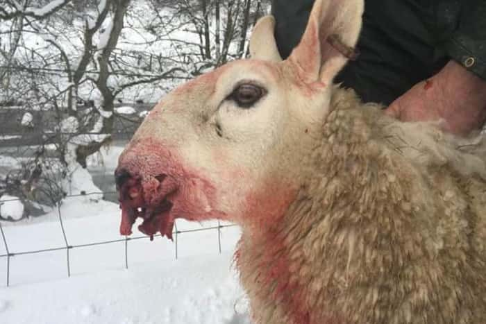 "The vet stitched them all together but it was through to the bone" (Photo: NFU Scotland/Twitter)