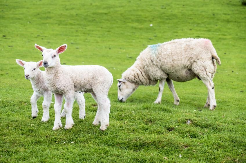 Liver fluke can have a serious financial impact on a sheep farm with immediate losses up to 10%, according to NADIS