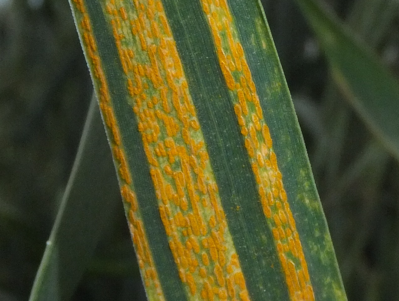 Yellow rust is a major disease of winter wheat that can cause big yield losses