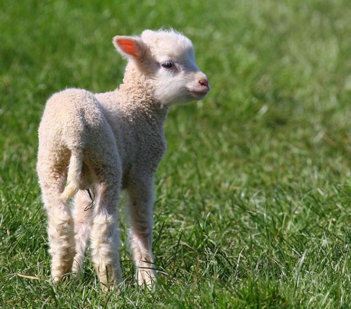 One lamb, just a few days old, was killed in the attack