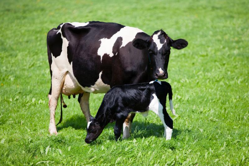 The farm's system uses milk from cows whose calves are allowed to stay with them to suckle