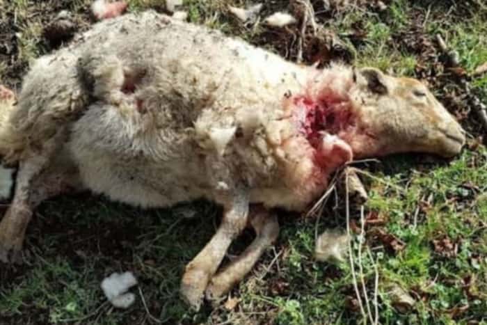 Ewe killed at Cissbury Ring in February (Photo: Sussex Police)