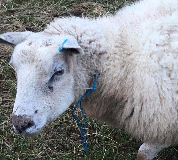 A blue rope was tied tightly around the pregnant ewe's neck (Photo: Market Bosworth Police)
