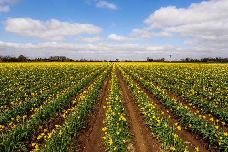 There has been an uplift of 11% vs. daffodil season in 2017