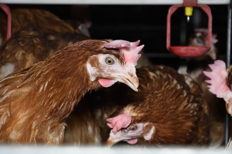 The BEIC have announced suspensions following release of footage allegedly filmed on an egg production site (Photo: Animal Equality UK)