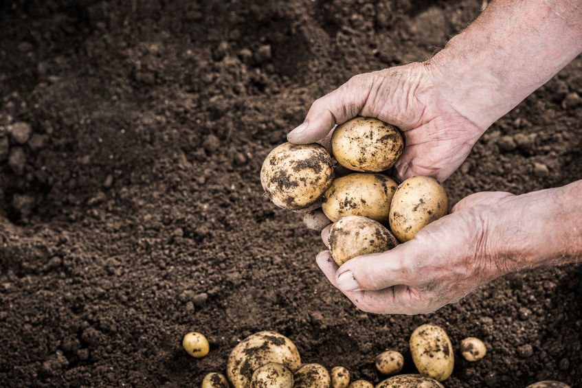 Potato stock levels and ‘drawdown’ at record levels, according to new figures