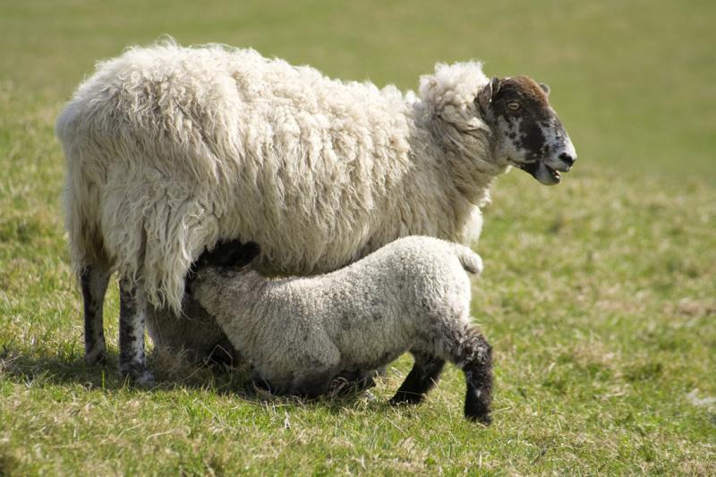 A dog owner warning has been issued as police forces call for new powers to tackle sheep attacks
