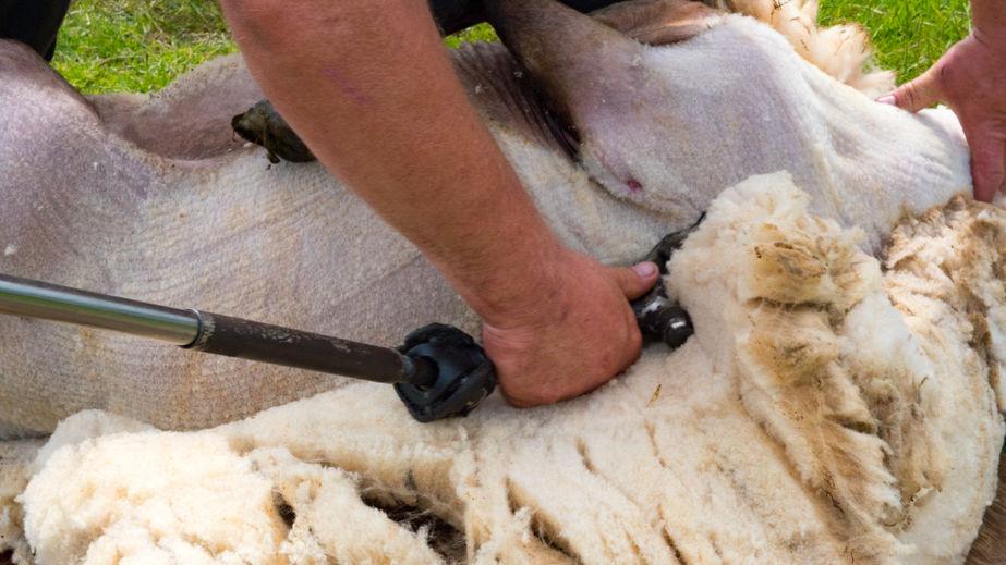 The UK doesn't have sufficient shears to tackle the mammoth task of shearing the UK flock this summer