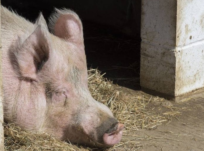 The new charges will 'hamper progressive pig businesses', the National Pig Association has warned